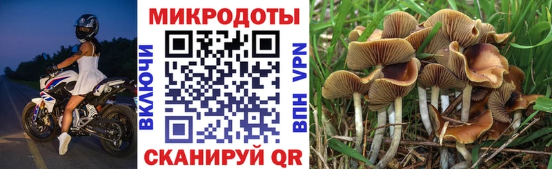 где купить наркоту  Сясьстрой  Псилоцибиновые грибы Magic Shrooms 